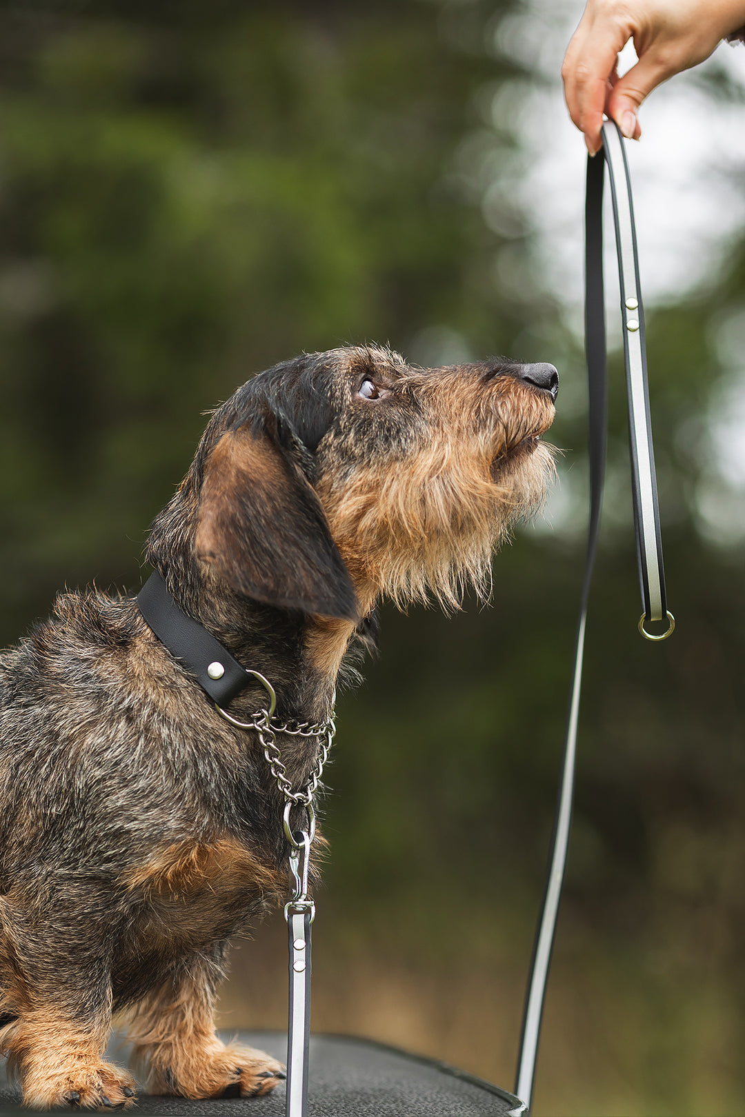 13mm wide *Shine EAZY* leash