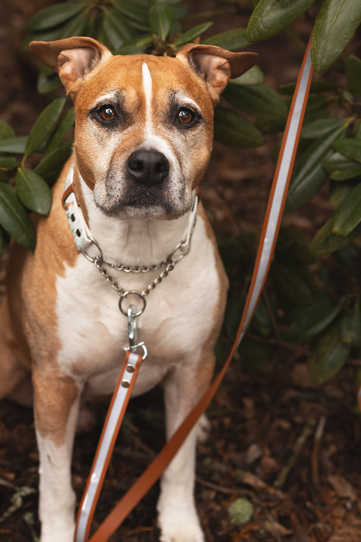 19mm wide *Shine EAZY* leash