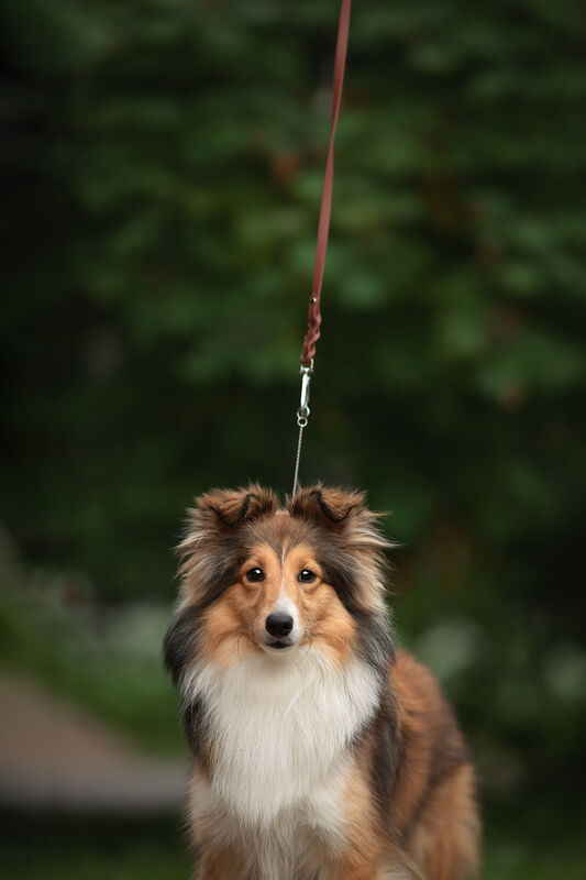 *BRAID* näyttelyhihna