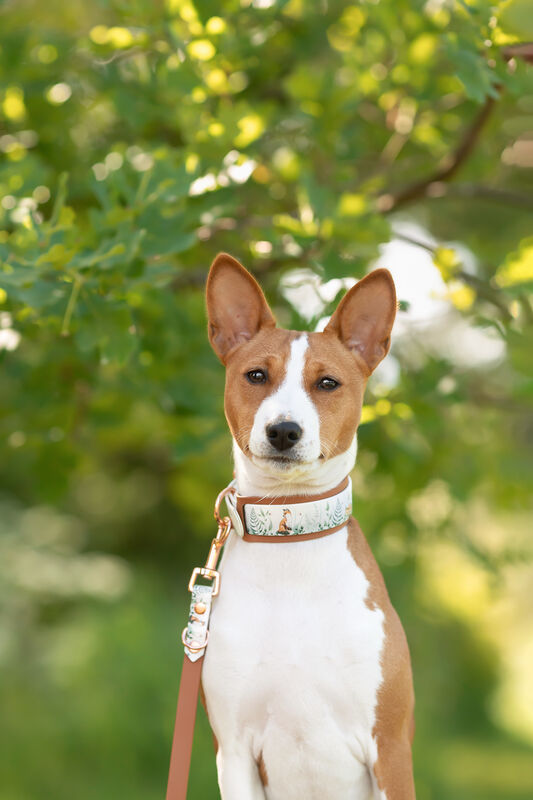 *UNIQUE* leash, width 16 mm