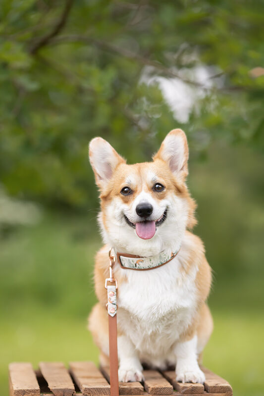 *UNIQUE* leash, width 16 mm