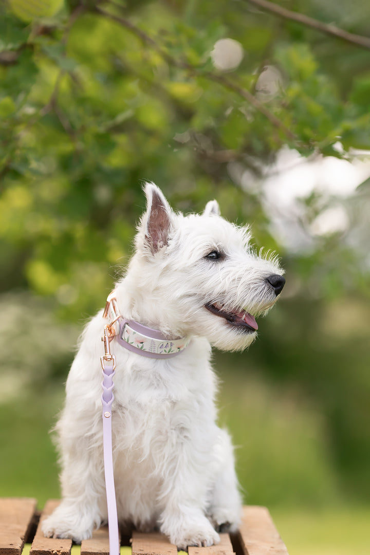 collar with lavender extender_4.jpg