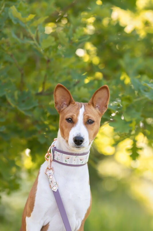 *UNIQUE* leash, width 16 mm
