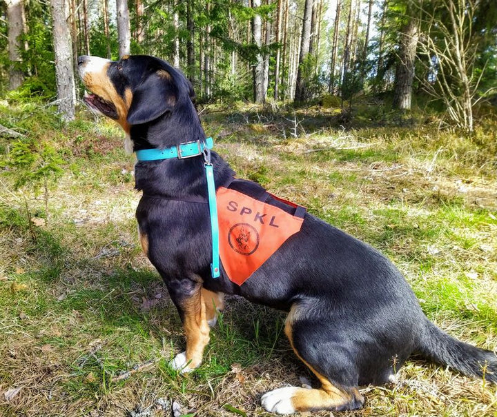 *HOBBY* treenipätkä