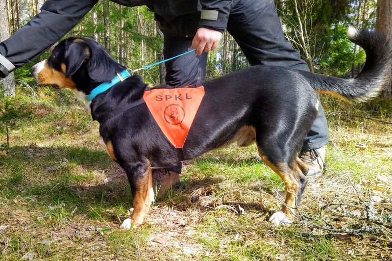 *HOBBY* treenipätkä