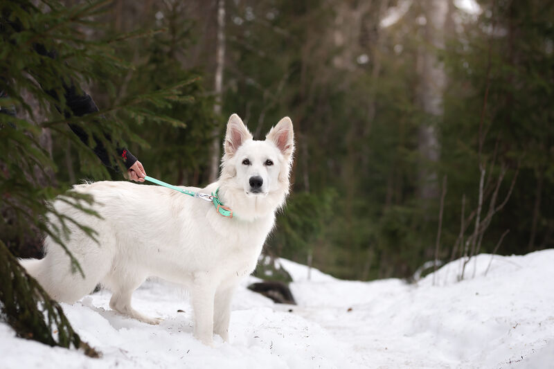 *HOBBY* treenipätkä