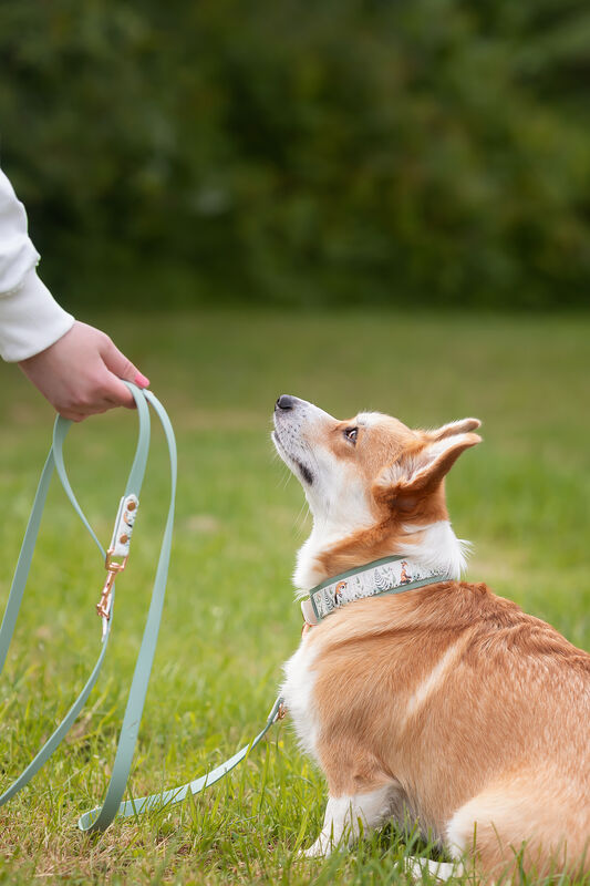 *UNIQUE* leash, width 16 mm