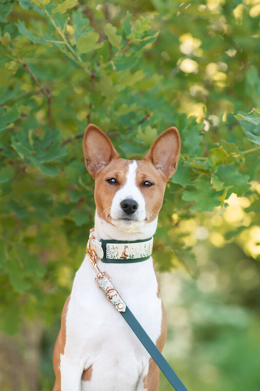 *UNIQUE* leash, width 16 mm