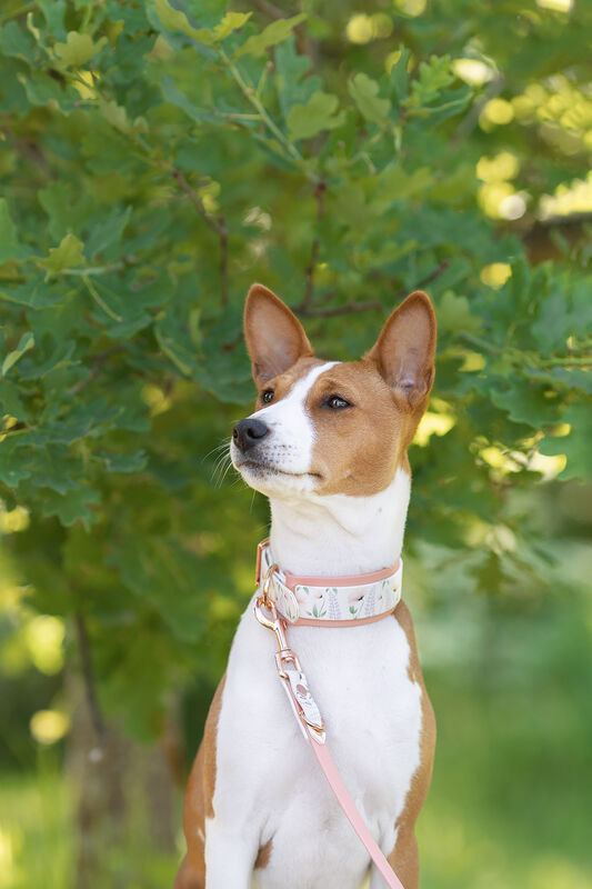 *UNIQUE* leash, width 16 mm
