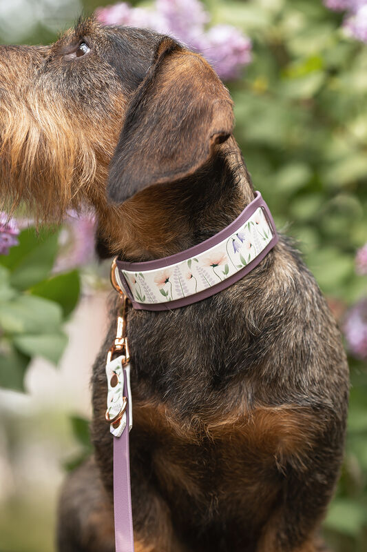 *UNIQUE* leash, width 16 mm