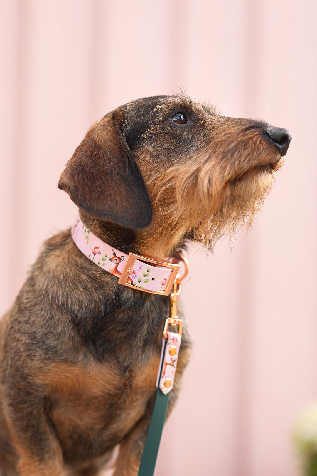 *UNIQUE* leash, width 16 mm