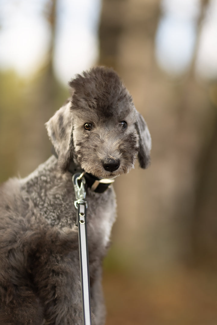 13mm leveä *Shine EAZY* hihna