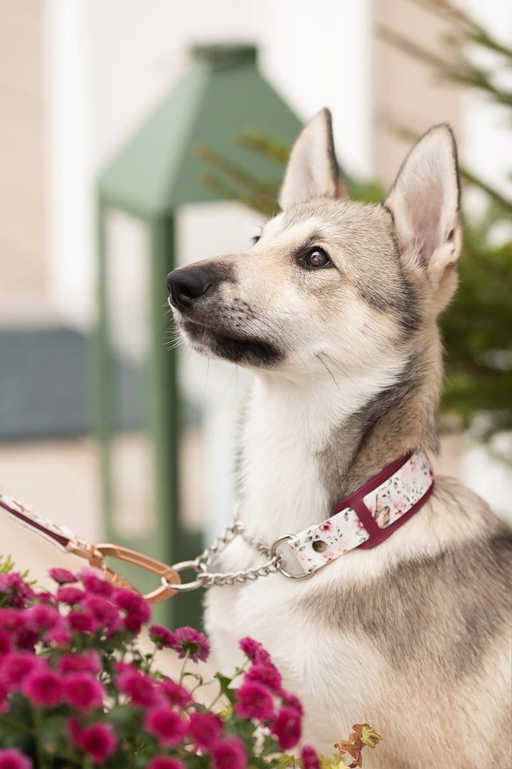 *Unique CLEVER* collar
