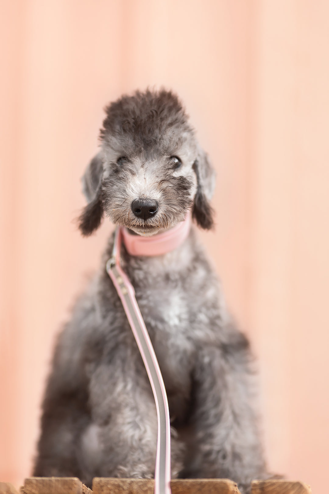 13mm leveä *Shine EAZY* hihna