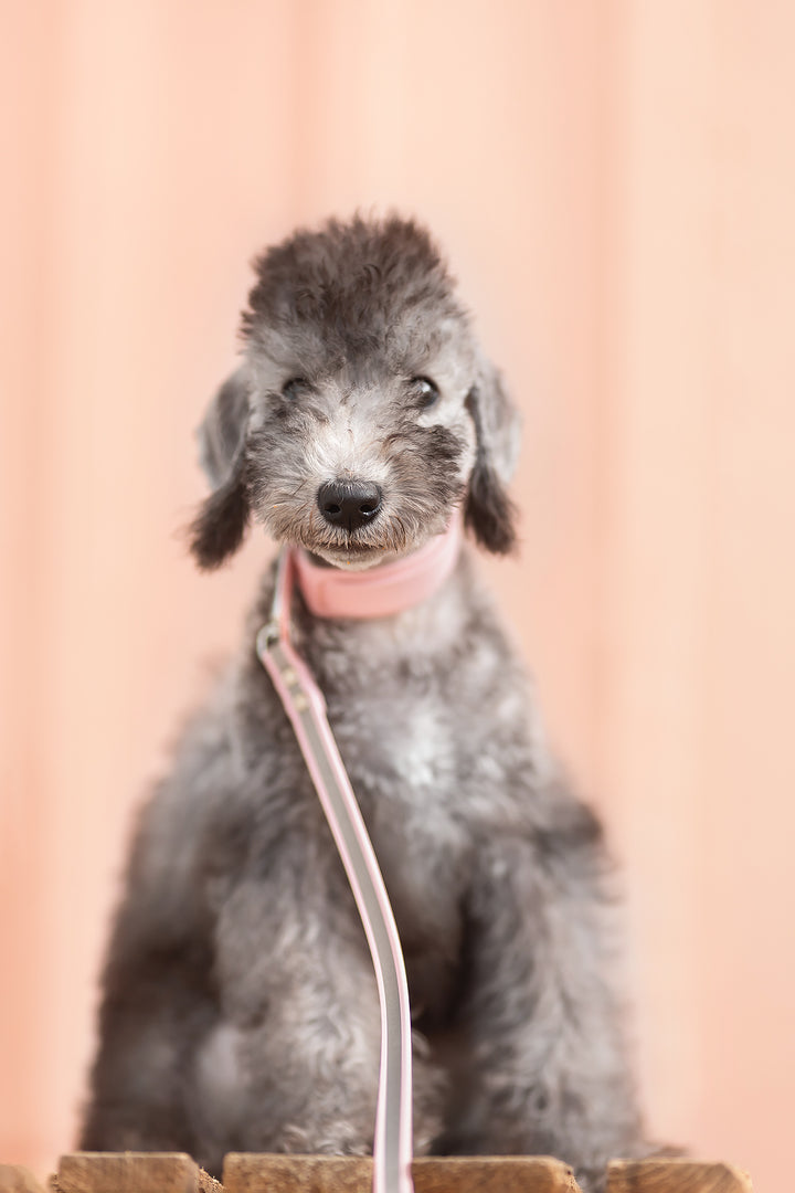 13mm leveä *Shine EAZY* hihna