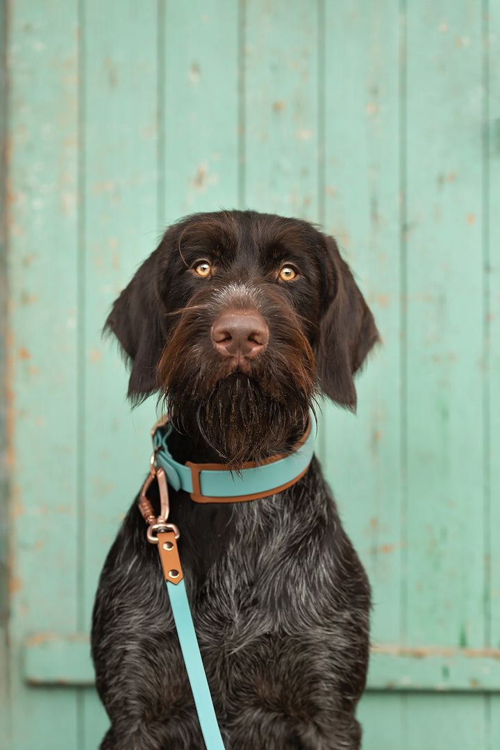 *CLASSY* collar