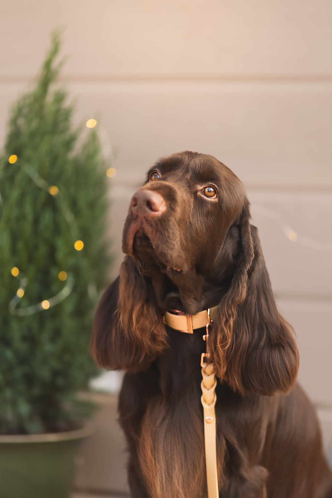 KAUSIVÄRI KULTA *CLASSY* panta