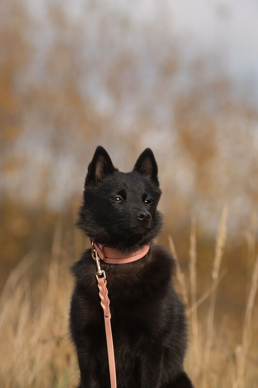 9mm leveä *BRAID* hihna