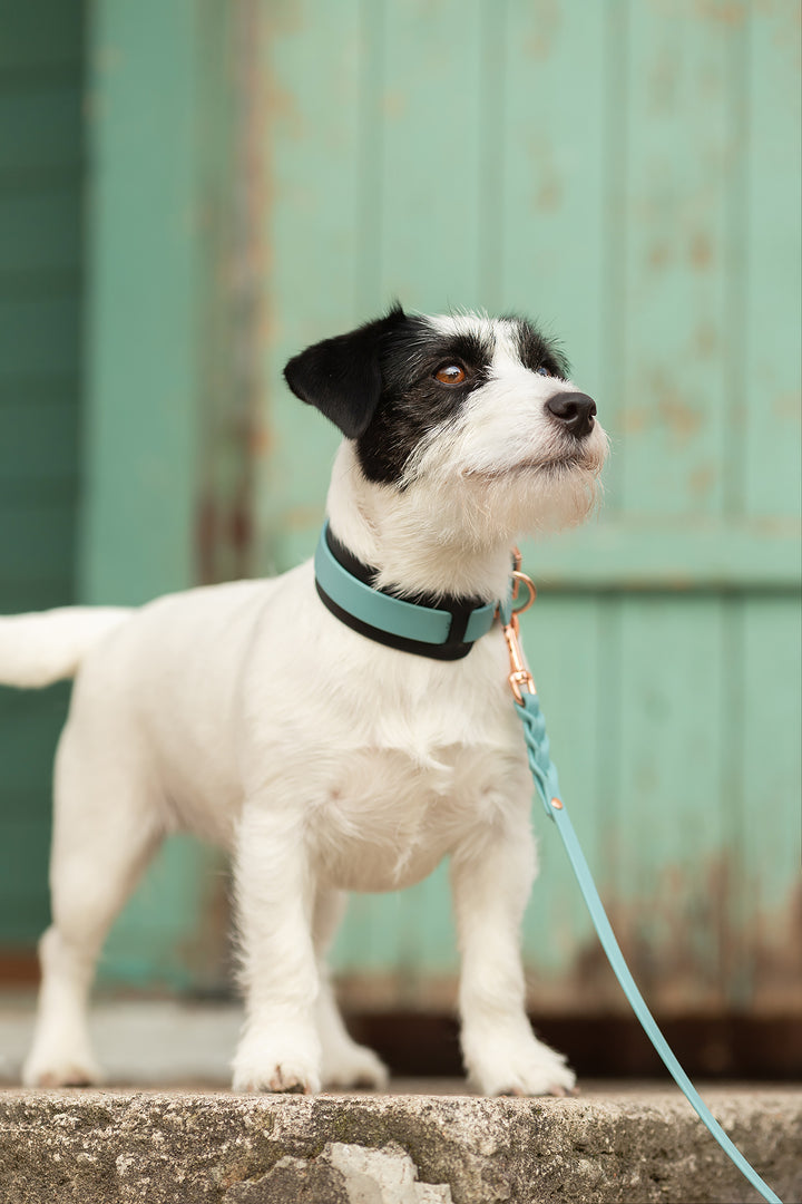 *CLASSY* collar